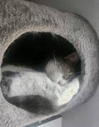 Sehr lieber Kater in liebevolle Hände abzugeben 
