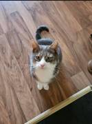 Sehr lieber Kater in liebevolle Hände abzugeben 