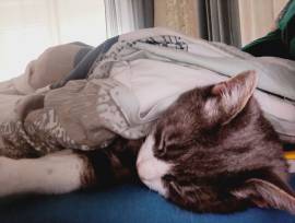 Sehr lieber Kater in liebevolle Hände abzugeben 