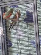 Singsittich Paar abzugeben