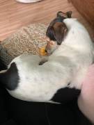 Jack Russel Hündin, lieb, sehr klein, 6 Jahre alt