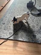 Jack Russel Hündin, lieb, sehr klein, 6 Jahre alt