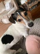 Jack Russel Hündin, lieb, sehr klein, 6 Jahre alt