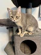 Zwei super süße BKH Kitten