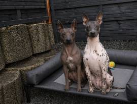 American Hairless Terrier Welpen