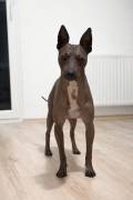 American Hairless Terrier Welpen