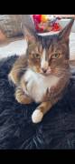 Zwei Katzenbrüder suchen ein neues Zuhause