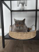 Reinrassige BKH-Dame (Stammbaum) sucht ein ruhiges