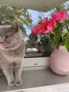 Reinrassige BKH-Dame (Stammbaum) sucht ein ruhiges