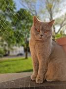 Reinrassige BKH-Dame (Stammbaum) sucht ein ruhiges