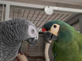 2 Papageien in erfahrene Hände abzugeben