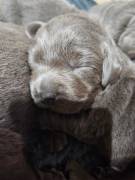 Wunderschöne Silberne Labradorwelpen 