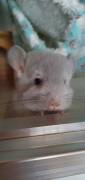 Zwei Chinchilla Babys Böckchen 