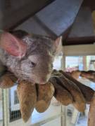 Chinchillamädch3n sucht neues zu Hause 