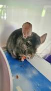 Chinchilla Bock (kastriert) fühlt sich einsam