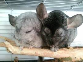 Chinchilla Bock (kastriert) fühlt sich einsam