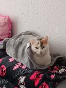 Liebe Katze abzugeben 