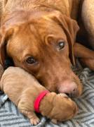 Reinrassige Labrador Retriever Welpen Dark Foxred 