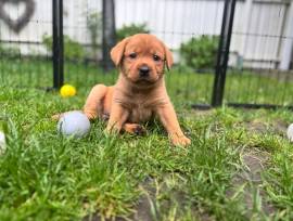 Reinrassige Labrador Retriever Welpen Dark Foxred 
