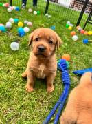 Reinrassige Labrador Retriever Welpen Dark Foxred 