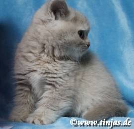Britisch Kurzhaar Mädchen in fawn golden torbie 