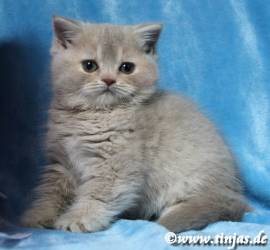 Britisch Kurzhaar Mädchen in fawn golden torbie 