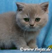 Britisch Kurzhaar Mädchen in fawn golden torbie 
