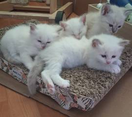 Heilige Birma-Ragdoll-Siam Mix Kitten