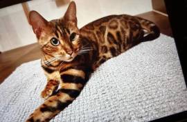 Wurfankündigung - Bengal-Kitten (TICA) - WorldCham
