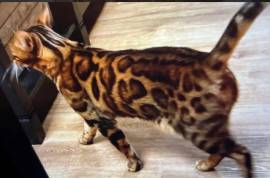 Wurfankündigung - Bengal-Kitten (TICA) - WorldCham