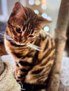 Wurfankündigung - Bengal-Kitten (TICA) - WorldCham