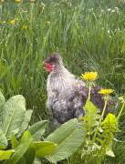 Zwergseidenhuhn Hahn