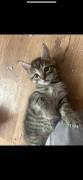 Kitten paarweise abzugeben