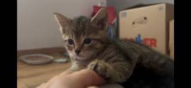 Kitten paarweise abzugeben