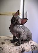 Canadia-Sphynx-Junge aus Karlsruhe: Sommerangebot