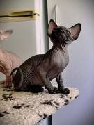 Canadia-Sphynx-Junge aus Karlsruhe: Sommerangebot