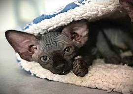 Canadia-Sphynx-Junge aus Karlsruhe: Sommerangebot