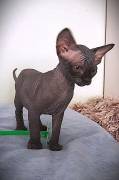 Canadia-Sphynx-Junge aus Karlsruhe: Sommerangebot
