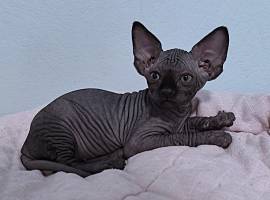 Canadia-Sphynx-Junge aus Karlsruhe: Sommerangebot