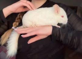 Chinchilla Mädchen 