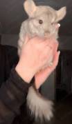 Chinchilla Mädchen 
