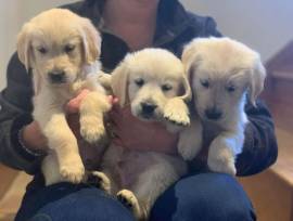 Golden Retriever Welpen mit Ahnentafel 
