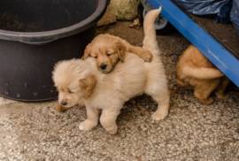 Golden Retriever Welpen mit Ahnentafel 