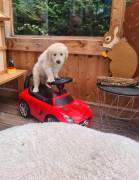 Golden Retriever Welpen mit Ahnentafel 