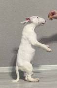 Miniature Bull Terrier Welpen mit FCI-Papieren