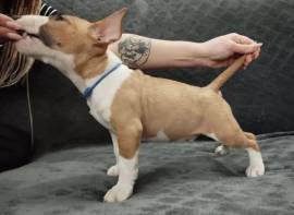 Miniature Bull Terrier Welpen mit FCI-Papieren