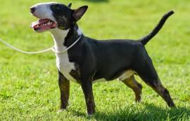 Miniature Bull Terrier Welpen mit FCI-Papieren