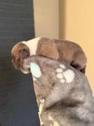 American Bully 