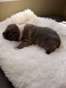 American Bully 