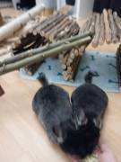 2 Chinchilla 